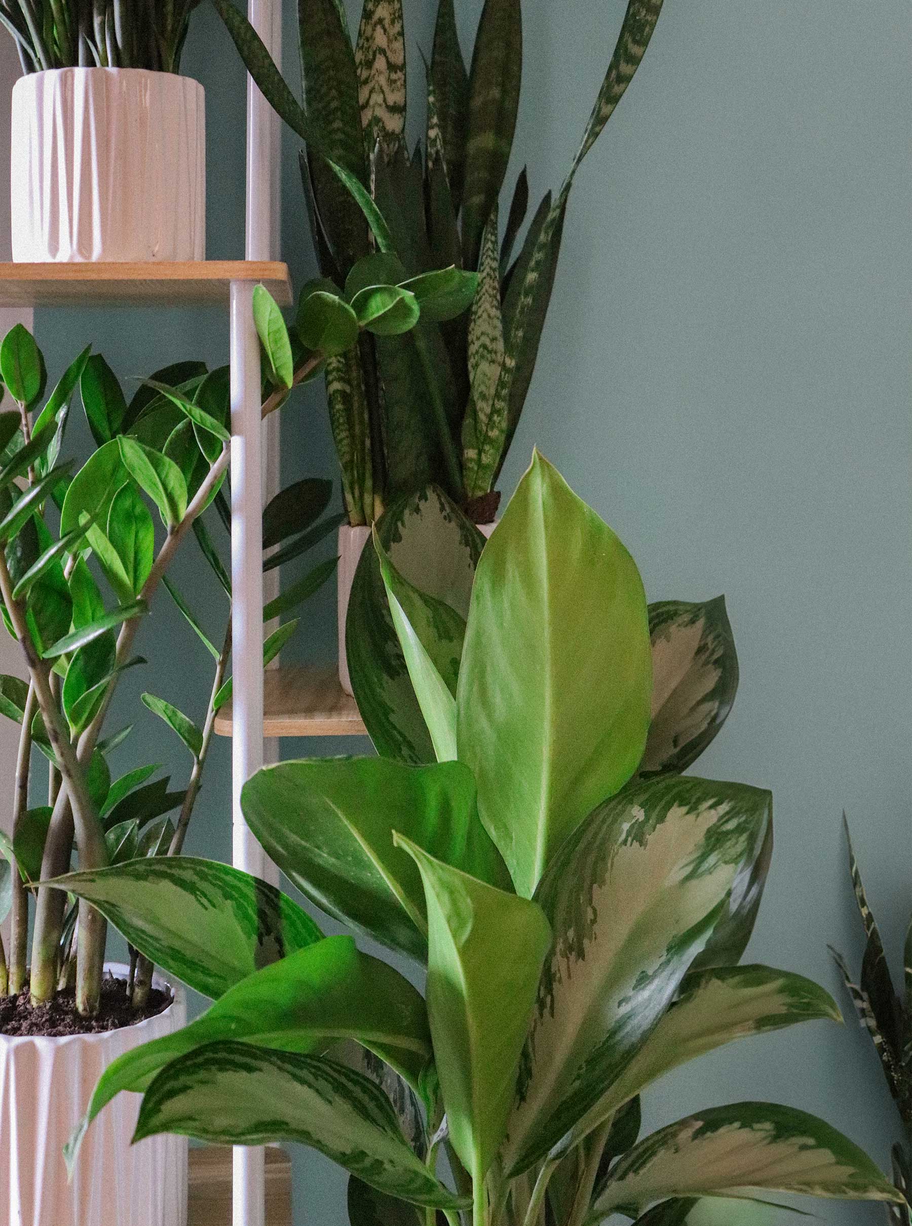 Studio di psicologia con piante decorative che trasmettono benessere